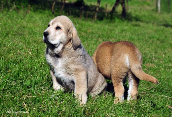 Puppy from Torrestio 2013
Arnon de Babia X Corona de Torrestio
Keywords: puppyspain torrstio