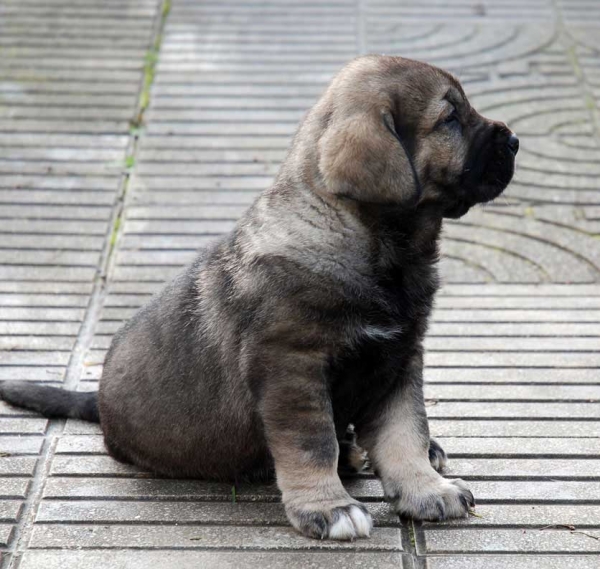 Puppy from La Huelga - 39 days old - Born 21.11.2007
Tejo de Fuente Mimbre x Deva de Ablanera
21.11.2007 



Keywords: puppyspain puppy cachorro huelga