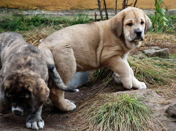 Puppies from Ablanera - born 08.04.2009 
Tigre de Ablanera X Nevada de Fuente Mimbre
08.04.2009

Keywords: angel puppyspain ablanera