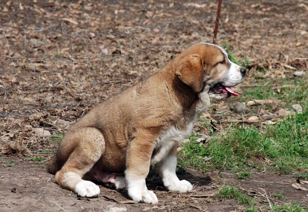 Cachorro de Abarrio - nacido 28.05.2009
Tigre de Ablanera X Sierra de la Vicheriza
28.05.2009

Keywords: puppyspain abarrio