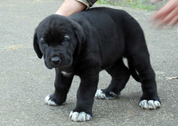 Puppy born 08.09.2009 
(Tejo de Fuente Mimbre X Tola)

Keywords: abarrio