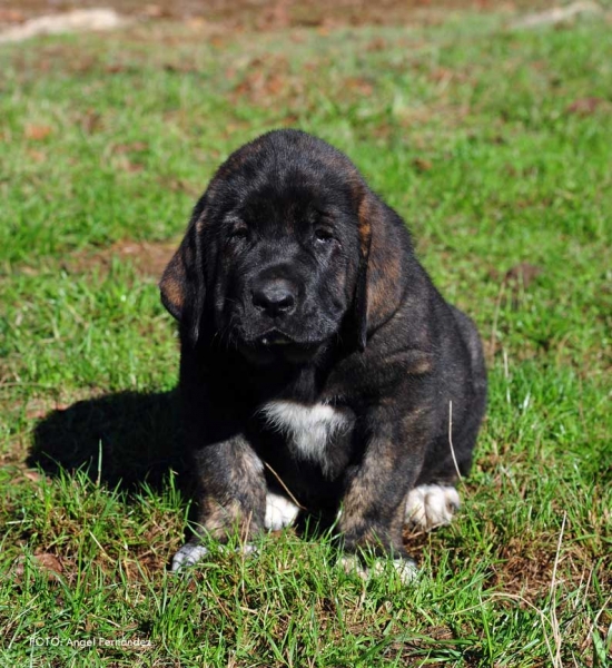 Puppy from 'Torrestio', born September 2012
Oliveros VII de Riolago X Pizarra de Torrestio

Keywords: torrestio puppyspain