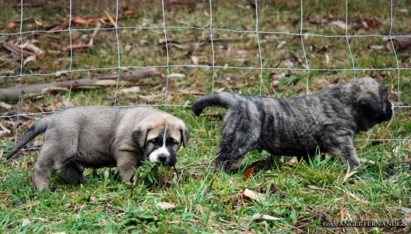 Puppies from Abarrio - born 26.11.2007   
Tigre de Ablanera X Sierra de la Vicheriza 
26.11.2007   

Keywords: puppyspain puppy cachorro