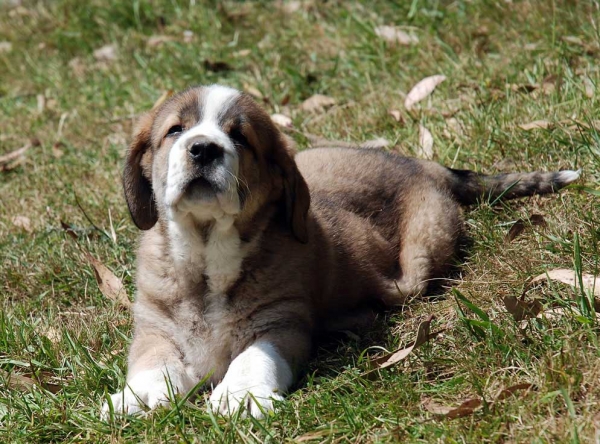 Cachorro de Abarrio - nacido 28.05.2009
Tigre de Ablanera X Sierra de la Vicheriza
28.05.2009

Keywords: puppyspain abarrio