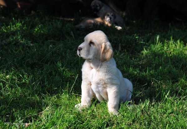 Puppy from Torrestio 2013
Arnon de Babia X Corona de Torrestio
Keywords: torrestio puppyspain