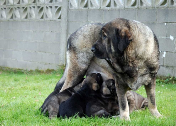 Deva de Ablanera with her puppies - Born 21.11.2007
Tejo de Fuente Mimbre x Deva de Ablanera
21.11.2007 



Keywords: puppyspain puppy cachorro huelga