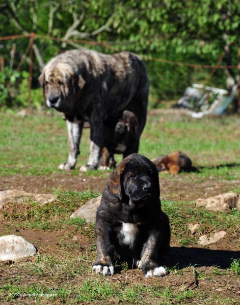 Puppy from 'Torrestio', born September 2012
Oliveros VII de Riolago X Pizarra de Torrestio

Keywords: torrestio