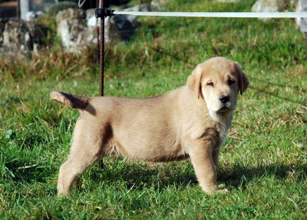 Puppy from Torrestio - born 05.12.2008
Tejo de Fuente Mimbre X Guadiana de Babia
05.12.2008

Keywords: torrestio