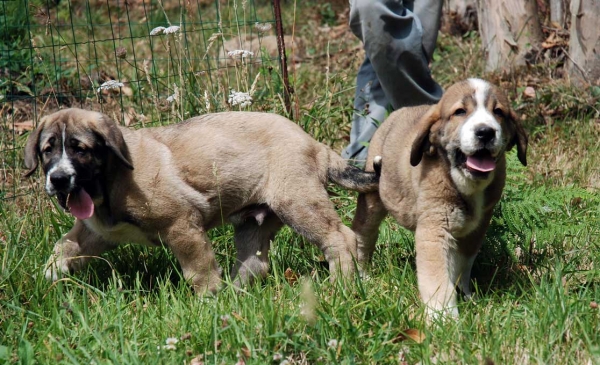 Cachorro de Abarrio - nacido 28.05.2009
Tigre de Ablanera X Sierra de la Vicheriza
28.05.2009

Keywords: puppyspain abarrio