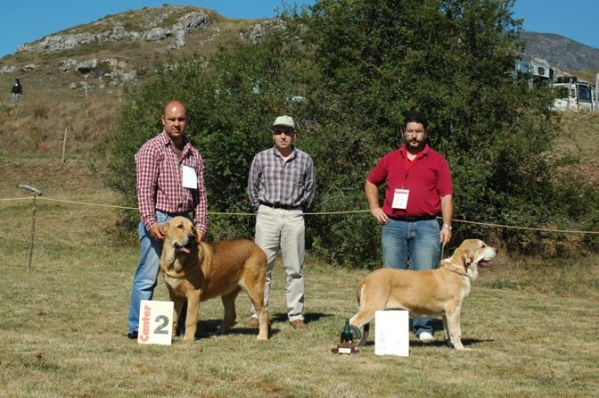 2. Sargón de Filandón & 1. Laguna - Best Puppy, San Emiliano, León 20.08.2006
Keywords: 2006