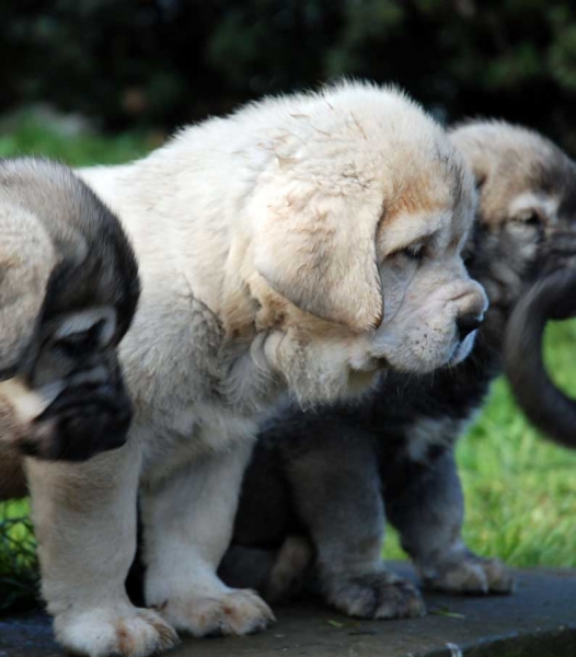 Puppies from El Macareno - Born 12.11.2007
Moroco de Fuente Mimbre X Val de Torreanaz  
12.11.2007   

Keywords: puppyspain puppy cachorro