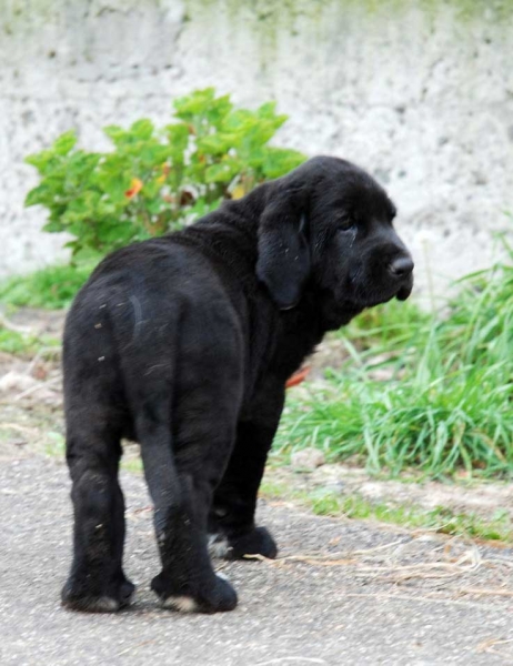 Puppy born 08.09.2009 
(Tejo de Fuente Mimbre X Tola)

Keywords: abarrio