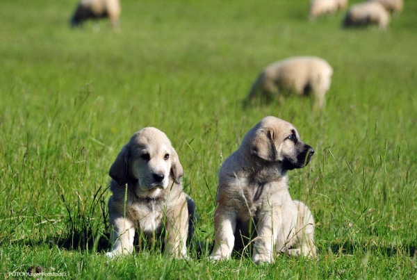 Puppies from Torrestio 2013
Arnon de Babia X Corona de Torrestio
Keywords: torrestio