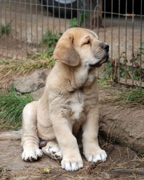 Puppy from Ablanera - born 08.04.2009
Tigre de Ablanera X Nevada de Fuente Mimbre
08.04.2009

Keywords: angel puppyspain ablanera