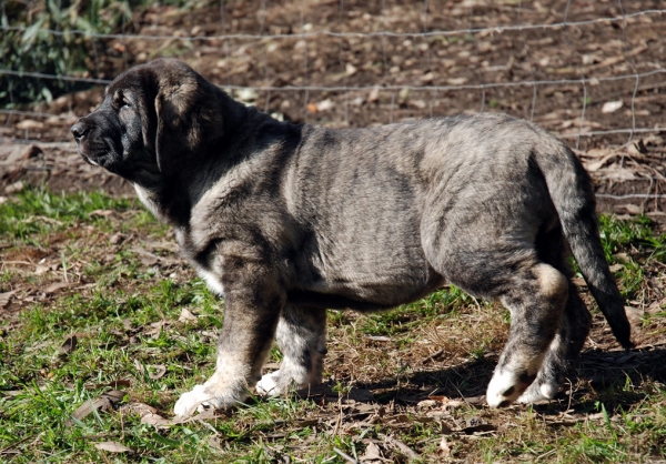 Teverga
(Tejo de Fuente Mimbre X Lola)
Keywords: angel ablanera