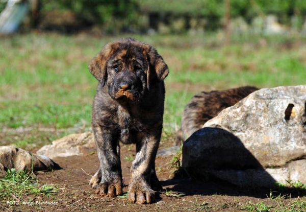 Puppy from 'Torrestio', born September 2012
Oliveros VII de Riolago X Pizarra de Torrestio

Keywords: torrestio puppyspain