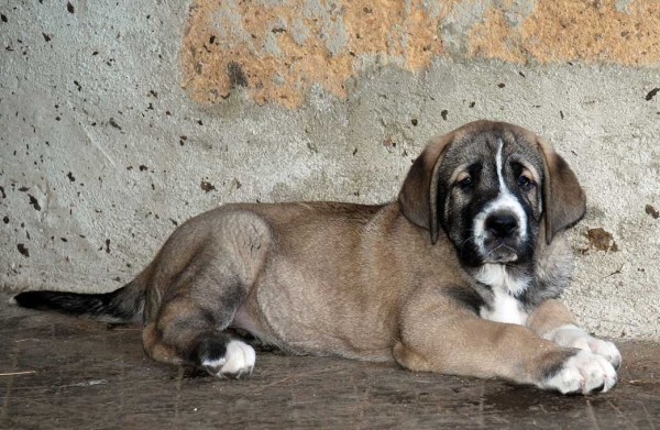 Cachorro de Abarrio - nacido 28.05.2009
Tigre de Ablanera X Sierra de la Vicheriza
28.05.2009

Keywords: puppyspain abarrio