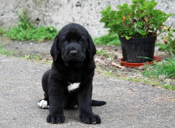 Puppy born 08.09.2009 
(Tejo de Fuente Mimbre X Tola)

Keywords: abarrio