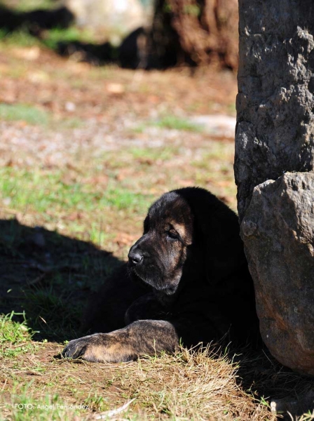 Puppy from 'Torrestio', born September 2012
Oliveros VII de Riolago X Pizarra de Torrestio

Keywords: torrestio puppyspain