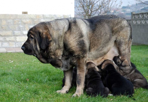 Deva de Ablanera with her puppies - Born 21.11.2007
Tejo de Fuente Mimbre x Deva de Ablanera
21.11.2007 



Keywords: puppyspain puppy cachorro huelga