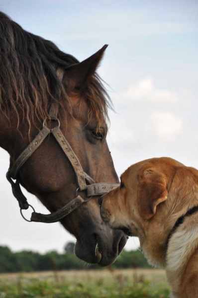 Enzo Lu Dareva and horse - Winner of Photo of the Month September 2009 
Keywords: izka pet