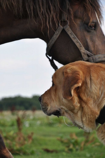 Enzo Lu Dareva and horse
Keywords: izka