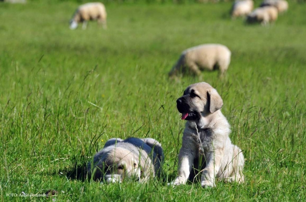 Puppies from Torrestio 2013
Arnon de Babia X Corona de Torrestio
Keywords: puppyspain torrestio