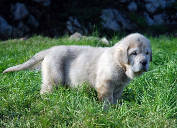 Puppy from El Macareno - Born 12.11.2007
Moroco de Fuente Mimbre X Val de Torreanaz  
12.11.2007   

Keywords: puppyspain puppy cachorro