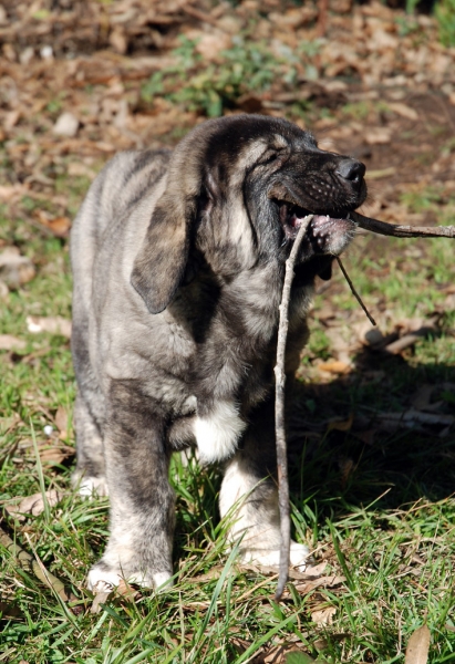 Teverga
(Tejo de Fuente Mimbre X Lola)
Keywords: angel ablanera