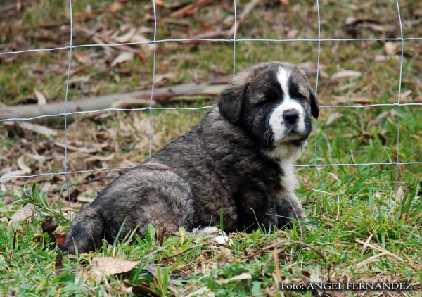 Puppy from Abarrio - born 26.11.2007   
Tigre de Ablanera X Sierra de la Vicheriza 
26.11.2007   

Keywords: puppyspain puppy cachorro