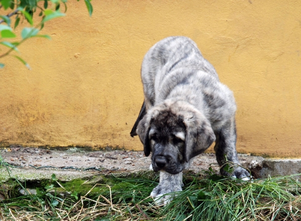 Puppy from Ablanera - born 08.04.2009
Tigre de Ablanera X Nevada de Fuente Mimbre
08.04.2009

Keywords: angel puppyspain ablanera