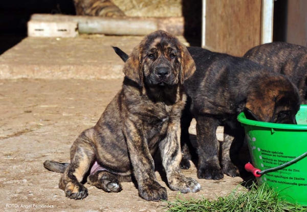 Puppies from 'Torrestio', born September 2012
Oliveros VII de Riolago X Pizarra de Torrestio

Keywords: torrestio puppyspain