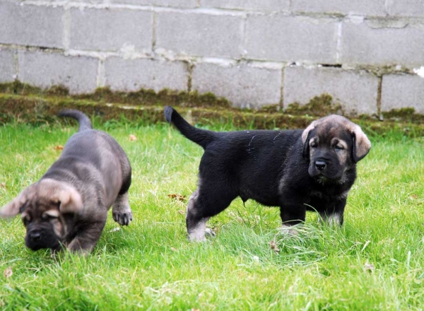 Puppies from La Huelga - 39 days old - Born 21.11.2007
Tejo de Fuente Mimbre x Deva de Ablanera
21.11.2007 



Keywords: puppyspain puppy cachorro huelga