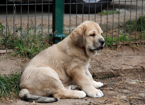 Puppy from Ablanera - born 08.04.2009
Tigre de Ablanera X Nevada de Fuente Mimbre
08.04.2009

Keywords: angel puppyspain ablanera