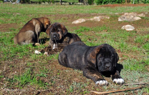 Puppies from 'Torrestio', born September 2012
Oliveros VII de Riolago X Pizarra de Torrestio

Keywords: torrestio puppyspain