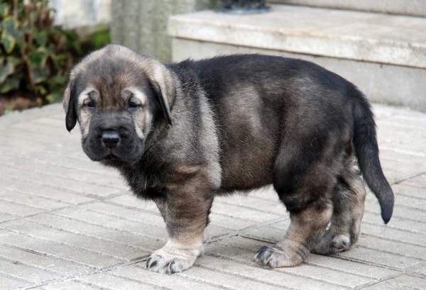 Puppy from La Huelga - 39 days old - Born 21.11.2007
Tejo de Fuente Mimbre x Deva de Ablanera
21.11.2007 



Keywords: puppyspain puppy cachorro huelga