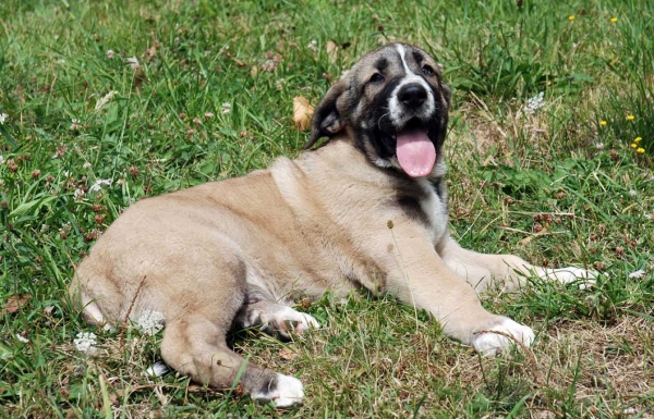 Cachorro de Abarrio - nacido 28.05.2009
Tigre de Ablanera X Sierra de la Vicheriza
28.05.2009

Keywords: puppyspain abarrio