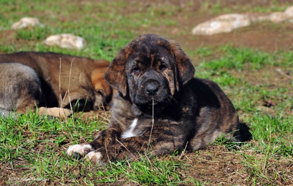 Puppy from 'Torrestio', born September 2012
Oliveros VII de Riolago X Pizarra de Torrestio

Keywords: torrestio puppyspain