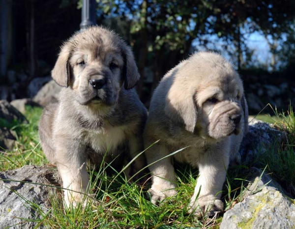 Puppies from El Macareno - Born 12.11.2007
Moroco de Fuente Mimbre X Val de Torreanaz  
12.11.2007   

Keywords: puppyspain puppy cachorro