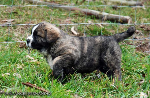 Puppy from Abarrio - born 26.11.2007   
Tigre de Ablanera X Sierra de la Vicheriza 
26.11.2007   

Keywords: puppyspain puppy cachorro