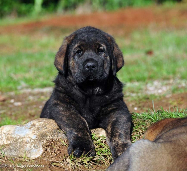 Puppy from kennel 'Torrestio', born September 2012
Oliveros VII de Riolago X Pizarra de Torrestio

Keywords: torrestio puppyspain