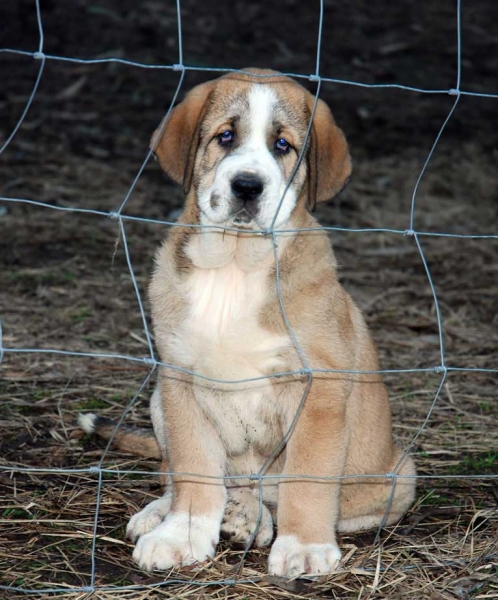 Puppy from Abarrio, born 12.09.2008
Tigre de Ablanera X Sierra de la Vicheriza
12.09.2008

Keywords: abarrio