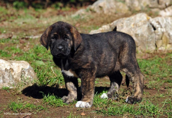 Puppy from kennel 'Torrestio', born September 2012
Oliveros VII de Riolago X Pizarra de Torrestio

Keywords: torrestio puppyspain