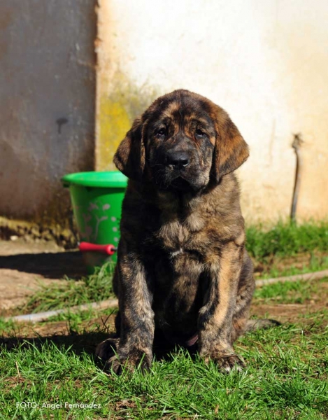 Puppy from kennel 'Torrestio', born September 2012
Oliveros VII de Riolago X Pizarra de Torrestio

Keywords: torrestio puppyspain