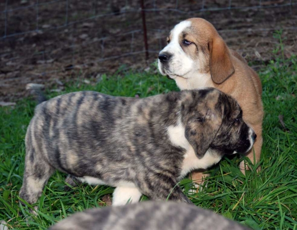 Puppies from Abarrio, born 12.09.2008
Tigre de Ablanera X Sierra de la Vicheriza
12.09.2008

Keywords: abarrio