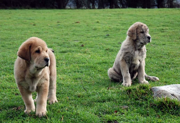 Puppies from Torrestio - born 05.12.2008
Tejo de Fuente Mimbre X Guadiana de Babia
05.12.2008

Keywords: torrestio