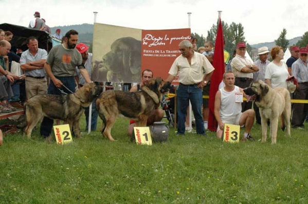 Puppy Class Males
2 - DUQUE DE RECIECHO - Owner: Baltasar Álvarez Rodríguez
1 - SANSÓN DE RIBAYÓN - Owner: Ambrosio Decelis Fernández
3 - LEONÉS DE LOS ALTOS DEL DUERO - Owner: Marcos J. Crespo Martínez

Keywords: 2006