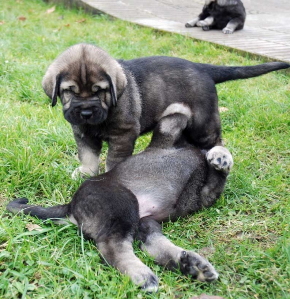 Puppies from La Huelga - 39 days old - Born 21.11.2007
Tejo de Fuente Mimbre x Deva de Ablanera
21.11.2007 



Keywords: puppyspain puppy cachorro huelga