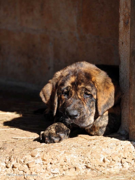 Puppy from kennel 'Torrestio', born September 2012
Oliveros VII de Riolago X Pizarra de Torrestio

Keywords: torrestio puppyspain