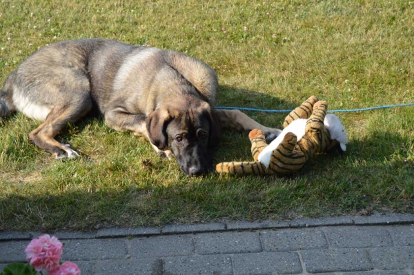 Summermeeting 2013 - Cherie, Basko and Holger
Bathin Tornado Erben X Brisa de Abelgas
Born: 09.10.2012
